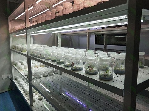 福泉植物组织培养实验室设计建设方案